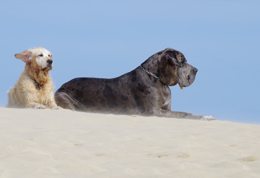 dressage chien 84